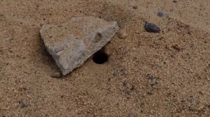 Аммофила роет норку