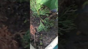 укоренение туи смарагд за 2 месяца, результат