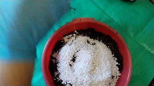 Замешиваю грунт для сингониумов.