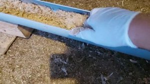 Как легко перевести бройлера на мешанку, мой метод кормления бройлеров мешанками в домашних условия