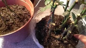 Как поливать Черенки Роз.Фито лампы для черенков.