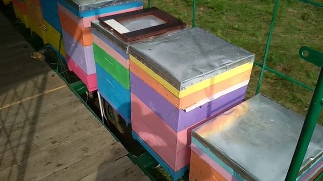 Первая кочевка на платформе 2018 акация смотреть онлайн