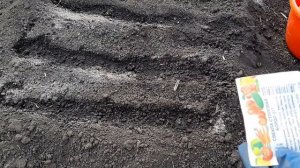 Посадка свеклы семенами в открытый грунт