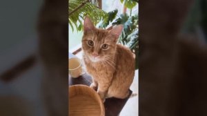 Последние моменты Симбочки Младшего...