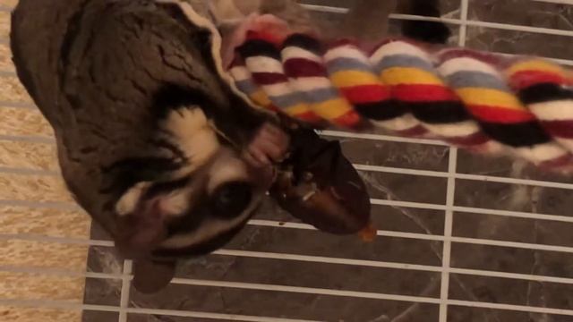 Сахарный поссум (белка летяга) уничтожает мадагаскарского таракана. Очень аппетитно ? смотреть онлайн