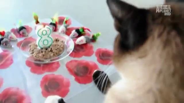 Сноу-шу - Все О Породе смотреть онлайн