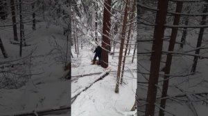 валка и трелёвка леса зимой