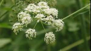 Очень Опасные растения.Это интересно знать.