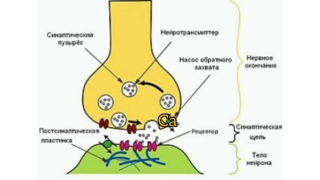 Синапс | Пре және постсинапс смотреть онлайн