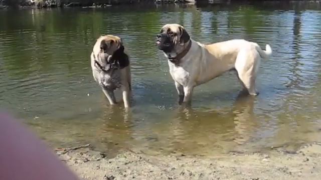 Английский мастиф English mastiff смотреть онлайн