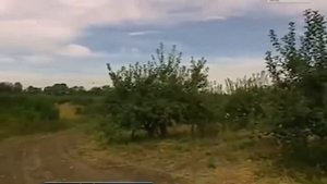 СИМВОЛЫ КУРСКОЙ ОБЛАСТИ: КУРСКАЯ АНТОНОВКА