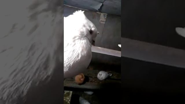 4 января 2022 г. моя двухчубая линия андижанцев у Заира, андижанские голуби узбекские голуби смотреть онлайн