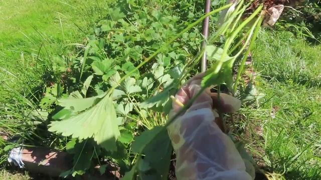 ОБНОВЛЕНИЕ старого куста КЛУБНИКИ, размножение, НЕТ УСОВ- НЕТ ЯГОД, ЗНАЧИТ ДЕЛИМ КУСТ,середина лета смотреть онлайн