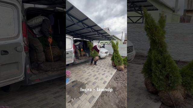 Туя смарагд як незмінна класика в ландшафтному дизайні #озеленення