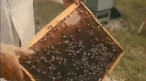 Варроатоз пчел  Фильм по заказу Министерства сельского хозяйства СССР 1