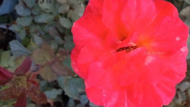 Very Beautiful Red Rose Flower Varieties 🌹🌹/ Beautiful Red Rose / Red Rose смотреть онлайн