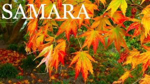 Музыка Сергея Чекалина. Самара. Ботанический сад. Октябрь 2020. Music by Sergey Chekalin. Samara.