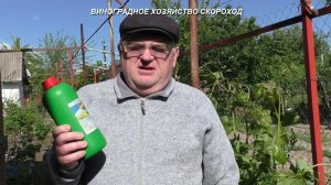 Первая обработка винограда: чем и от чего