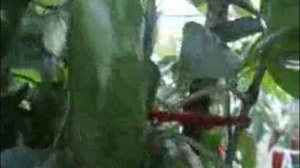 ?ХОРОШИЙ ПЕРЕЦ ВОЛОВЬЕ УХО-КРУПНЫЙ СЛАДКИЙ ПЕРЕЦ