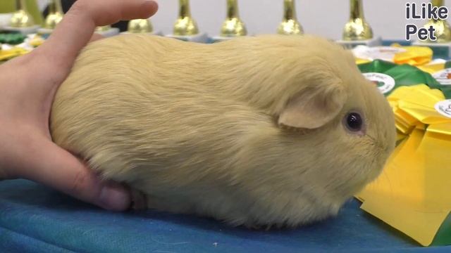 Морская свинка английский селф на ilikepet. Особенности породы, уход смотреть онлайн