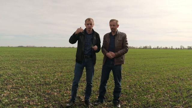 Догляд за посівами озимої пшениці перед входженням у зиму: аналізуємо, рекомендуємо!