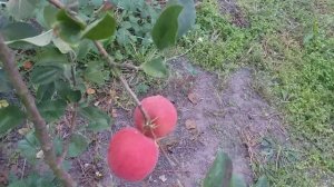 Новинка в нашем саду! Яблоня сорт зимний Цвет Каролины (apple Sweet Carolina)