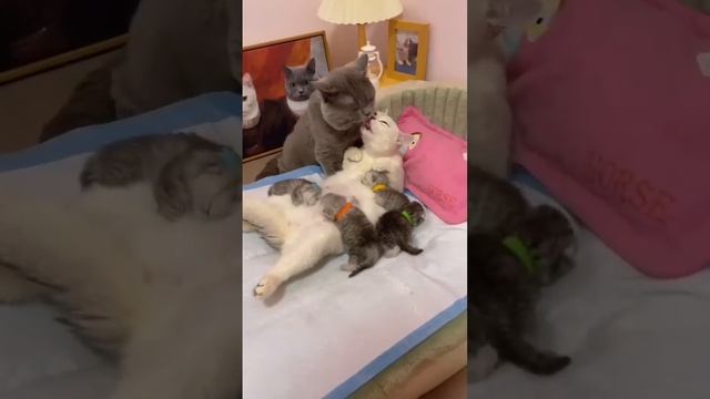 На это можно смотреть вечно ❤️❤️❤️ #любовь #котики #котэ #кошки смотреть онлайн