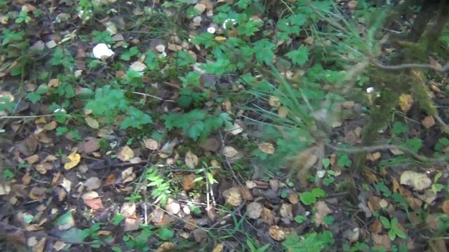 Грибы белянки. В Еловой тайге. Довольно крупных размеров чем под березой.
