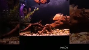 Цихлидник,Астранотусы,Цитроны,Каламаихт