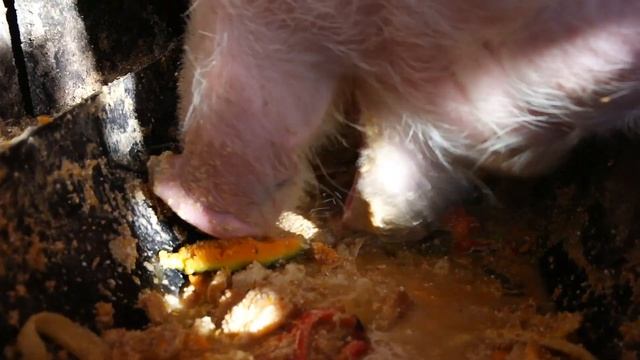 ? What does pig eat? / Что ест свинья? / ¿Qué come el cerdo? / Как свинья ест? ASMR pig / Что это?