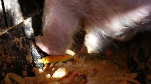 ? What does pig eat? / Что ест свинья? / ¿Qué come el cerdo? / Как свинья ест? ASMR pig / Что это?