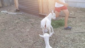 Продается зааненский козленок на племя!