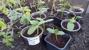 РАССАДА ОГУРЦОВ КУРАЖ И ЩЕДРИК