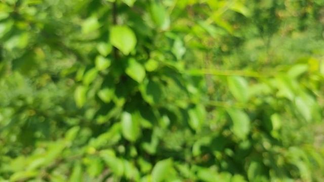 Жовта вишня - незвичайний гібрід вишні та черешні. Дюк. Рідкісний сорт смотреть онлайн