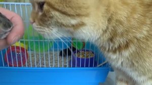 КТО ТЫ ТАКОЙ? Или как у нас появились новые питомцы ХОМКИ. Даринелка тв