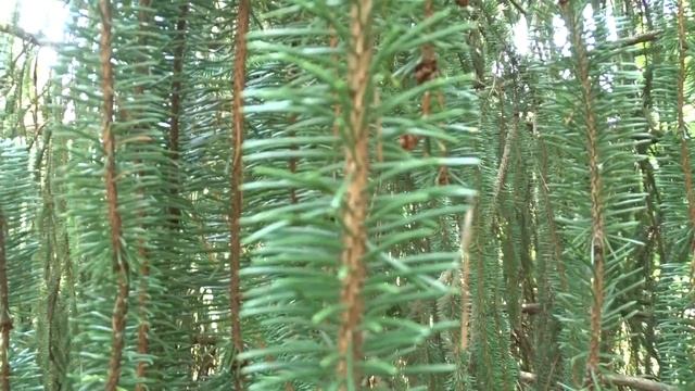 Picea abies var. Virgata (smrk ztepilý) смотреть онлайн