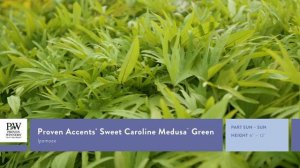 Proven Accents Sweet Caroline Medusa Green Ipomoea