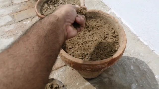 How To Grow Touch Me Not From Seeds. Shy Plant / Mimosa Pudica смотреть онлайн