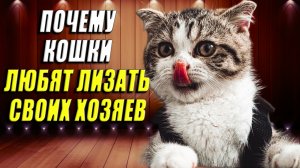 Почему кошки лижут хозяина