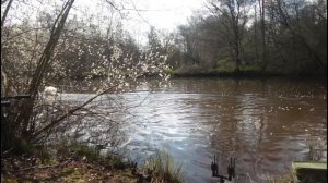 **YATELEY CARP FISHING** New Syndicate Lakes Diary Session: 1 ꟾ Spring Carp Fishing ꟾ April ꟾ 2021