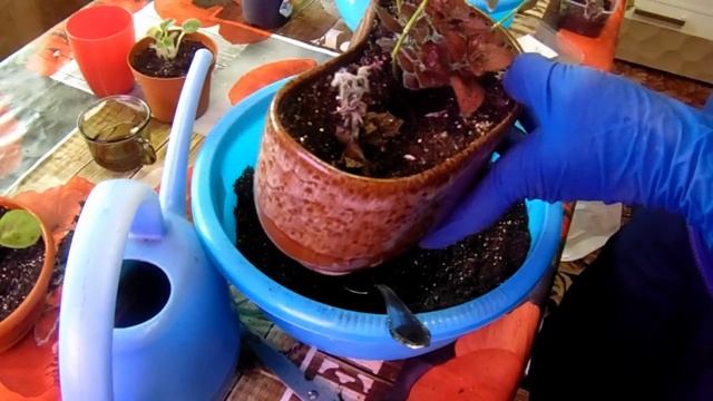 Гипоэстес - посадка черенков. смотреть онлайн