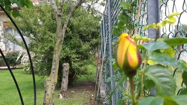 Voglio andare a vivere in campagna, Toto Cotugno, by Prince of roses