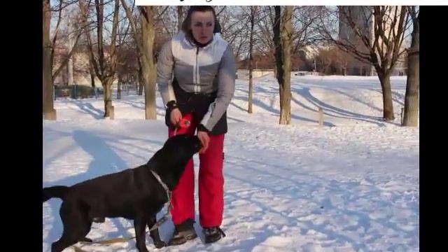 "Дай" и "плюнь" -  разные команды. Обучение собаки смотреть онлайн