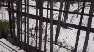 Снежок на даче 13.11.20г