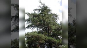 Кипарис раскидистый