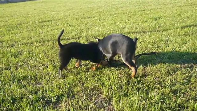 Боржик играет со щенком минпина смотреть онлайн