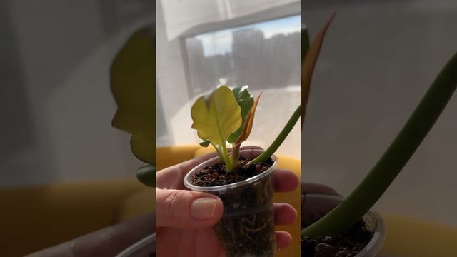 Золотой листочек❗️🫶Филодендрон Золотой крокодил🥰 смотреть онлайн