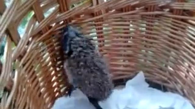 Ежик в корзинке смотреть онлайн