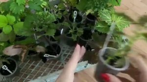 Моя коллекция колеусов. Колеус сбрасывает листву,становится тусклым. Сохранение колеусов зимой.