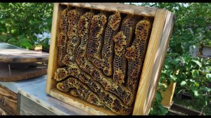 Улей Вереск. Отбор мёда.